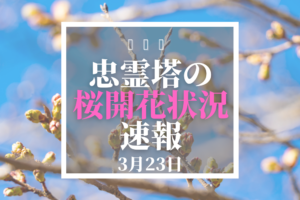 忠霊塔の桜開花状況